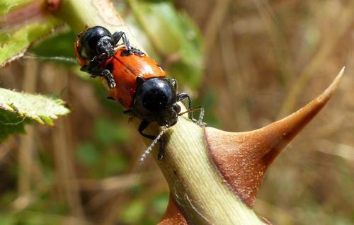 Cryptocephalus trimaculatus